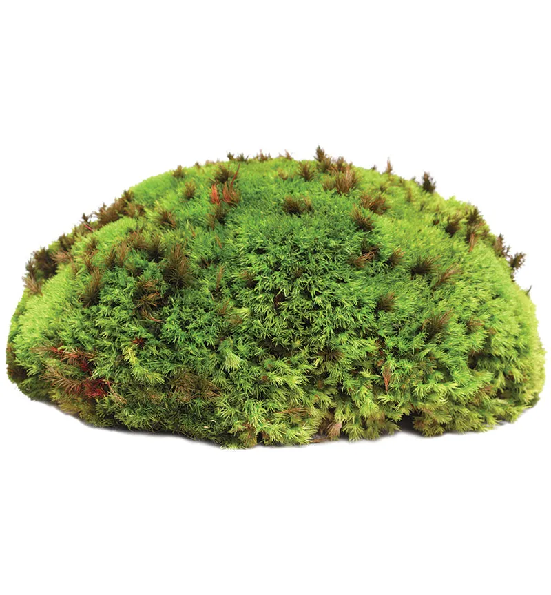 Galapagos Royal Pillow Moss