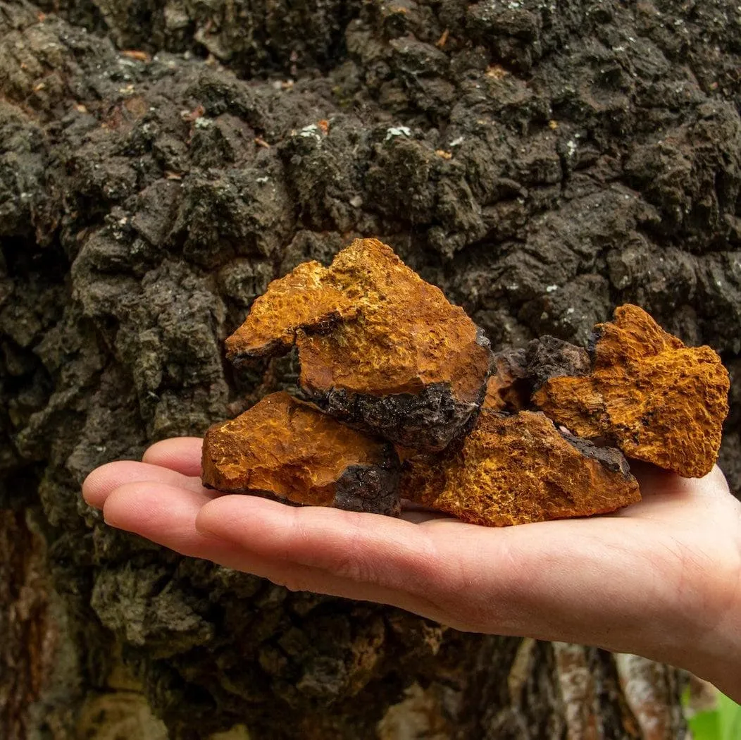 Organic Chaga Mushroom Tincture