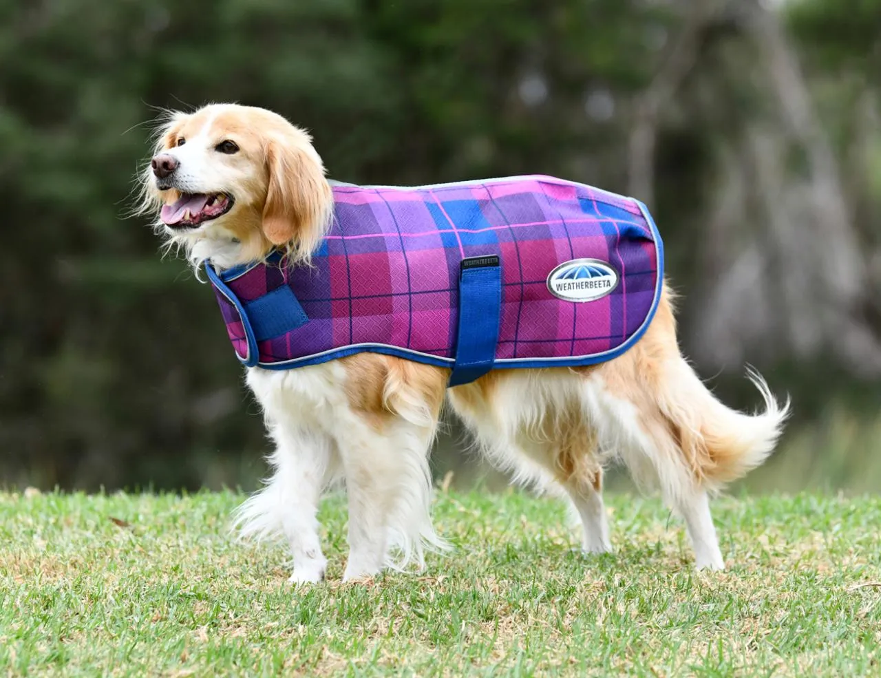 Weatherbeeta Comfitec Premier Free Parka Dog Coat